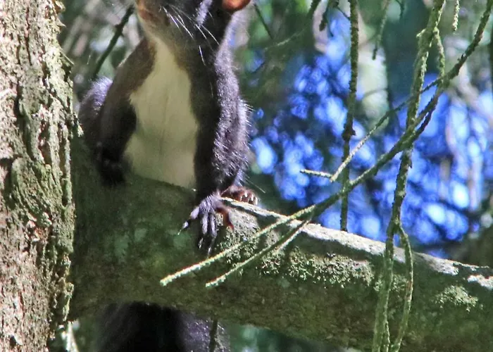 Konukevi Am Waldesrand 3*